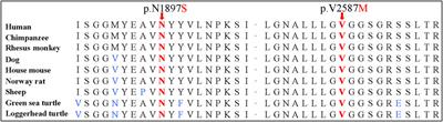 Identification of novel compound heterozygous variants in the DNAH1 gene of a Chinese family with left-right asymmetry disorder